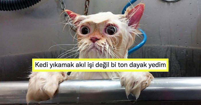 Sudan Korkan Kedi Nasıl Yıkanır?