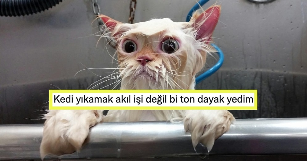 Sudan Korkan Kedi Nasıl Yıkanır?