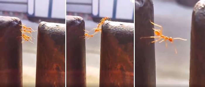 Vücudunu Köprü Yapıp Arkadaşlarının Karşıya Geçmesine Yardımcı Olduktan Sonra İhanete Uğrayan Karınca