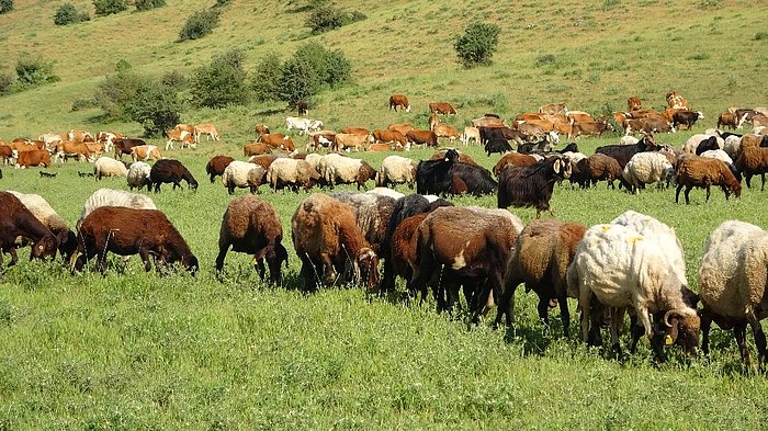 Bakanlık Katar'a Hayvan İhracatını Açıkladı