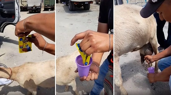 Toz Çikolata ve Yanında Gezdirdiği Keçiden Sağdığı Süt ile İnsanlara Çikolatalı Süt Satan Seyyar Satıcı