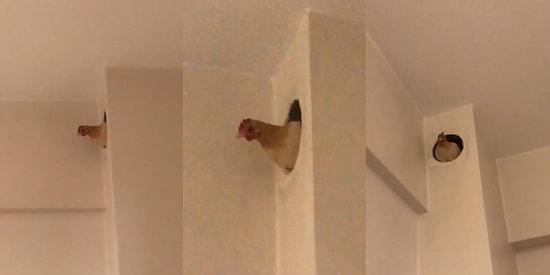 Senin Ne İşin Var Orada? Soba Bacasından Bir Anda Tavuk Çıkan Kadının Gülme Krizine Girdiği Anlar