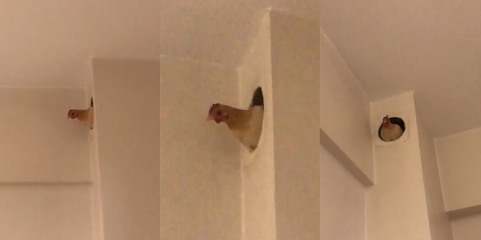 Senin Ne İşin Var Orada? Soba Bacasından Bir Anda Tavuk Çıkan Kadının Gülme Krizine Girdiği Anlar