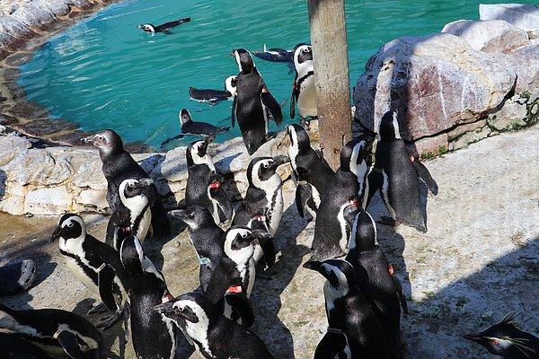 Doğal yaşam alanı kıtanın güney kıyıları olan bu penguen türü, Uluslararası Doğa Koruma Birliği'nin (IUCN) soyu tükenme tehdidi altındaki hayvanların bulunduğu kırmızı listede yer alıyor.