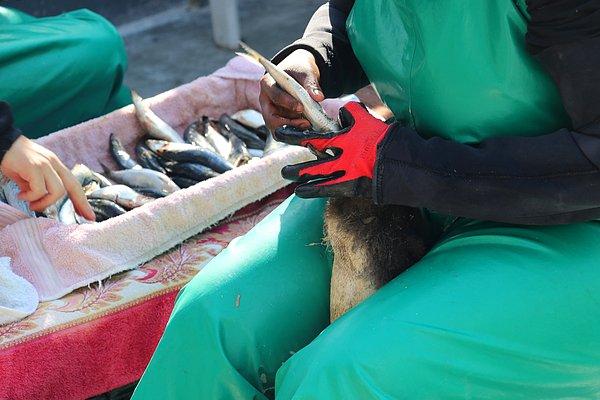 Bugün nüfustaki düşüşün ana nedeninin balık eksikliği olduğuna dikkati çeken Ludynia, bu durumun Güney Afrika'daki gelişmiş balıkçılık endüstrisi kapsamında penguenlerin temel besin maddeleri sardalya ve hamsilerin aşırı avlanmasından kaynaklandığını ifade etti.