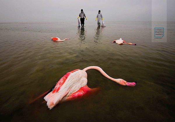 Tekil Doğa ve Çevre kategorisi ikincisi - Dinmeyen Acı adlı fotoğrafla Mehdi Mohebipour