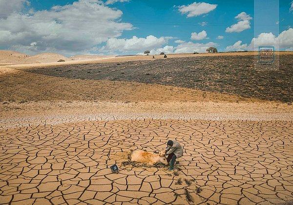 Tekil Doğa ve Çevre kategorisi birincisi - Kapımıza Dayanan Kuralık adlı fotoğrafla Mehmet Aslan