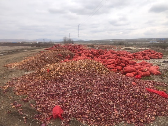İnceleme Başlatıldı: Çorum'da Tonlarca Soğanı Yol Kenarına Döktüler