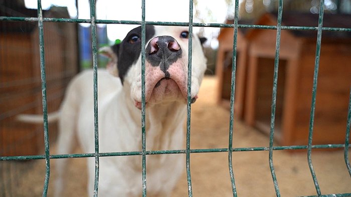 Köpekler Açlıktan Birbirini Yemişti: İki Kişi Görevden Uzaklaştırıldı