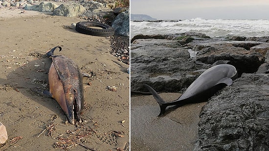 Geçen Hafta da Aynı Sahile Vurmuştu: Sürmene Sahiline 2 Yunus Ölüsü Daha Vurdu