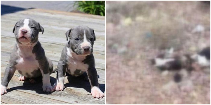 Ankara’da 7 Yavru Pitbull Ölü Bulundu