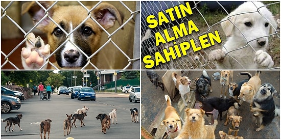 Özlem Gökbel Yazio: Ne Olacak Bu Sokak Hayvanlarının Durumu?