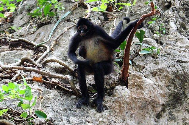 Araştırma kapsamında Panama'daki örümcek maymunlarının tükettiği meyveler incelendi. Hakemli bilimsel dergi Royal Society Open Science’ta yayımlanan makalede, söz konusu meyvelerin olgunlaştığı ve doğal fermantasyonun yoluyla alkol içerir hale geldiği ifade edildi.