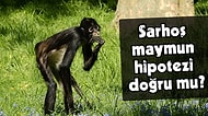 Maymunların Düzenli Olarak Alkollü Meyve Tükettiği Ortaya Çıktı: Araştırma Alkole Düşkünlüğümüze Işık Tutuyor!