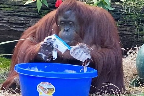 Ellerini ve Oyuncaklarını Yıkamayı Çok Seven Sandra İsimli Orangutan
