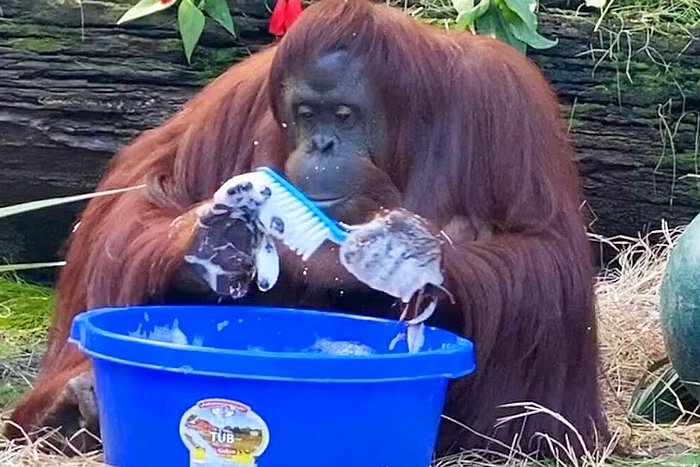 Ellerini ve Oyuncaklarını Yıkamayı Çok Seven Sandra İsimli Orangutan