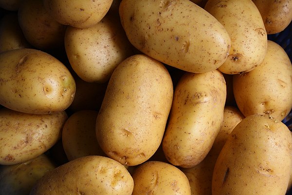 17. Patatesin kökeni Güney Amerika'dır ve patates, dünyanın geri kalanıyla son 500 yılda tanıştırılmıştır.