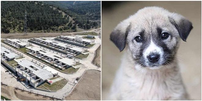 Tunç Soyer, 38 Milyon TL Yatırımla İzmir’de Köpek Rehabilitasyon Merkezi Açılacağını Duyurdu