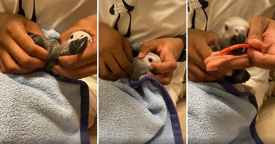 Elleriyle Dışarıdan Baskı Yaparak Papağanının Yuttuğu Plastiği Midesinden Çıkartan Adam