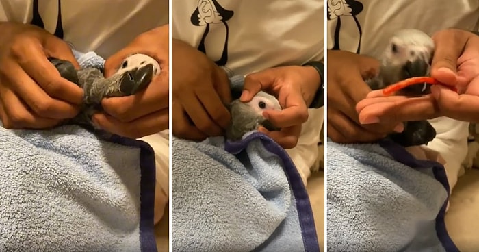 Elleriyle Dışarıdan Baskı Yaparak Papağanının Yuttuğu Plastiği Midesinden Çıkartan Adam