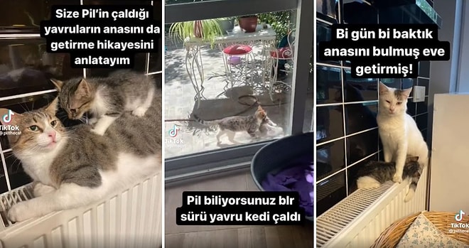 Sokaktan Yavru Kedi Çalarak Eve Getiren Kedi, Çaldığı Yavruyu Emziremeyince Annesini de Eve Getirdi