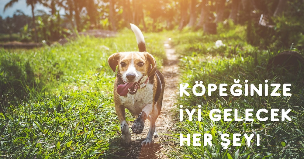 Sıcak Havalarda Köpeğinize İyi Gelecek Ferahlatıcı Etkiye Sahip Ürünler