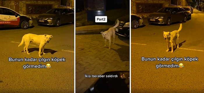 Her Gaza Bastığında Havlamaya Başlayan Sokak Köpekleri Yüzünden Siparişini Götüremeyen Kuryenin Zor Anları