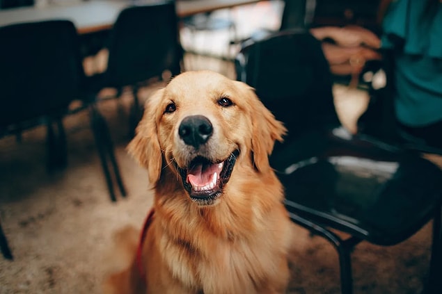 Sen kesinlikle köpek insanısın!