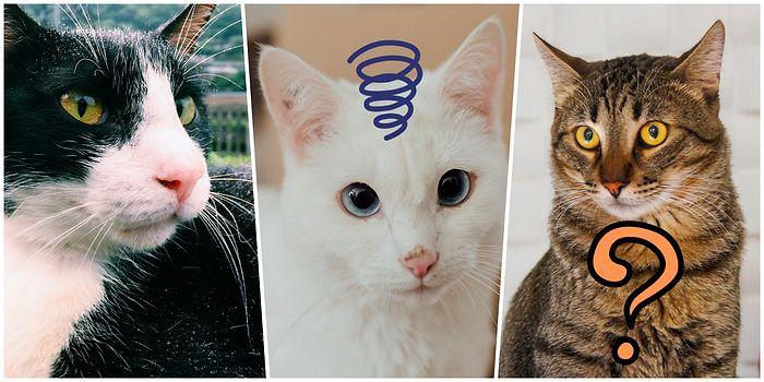 Bu Fotoğraflardan Kedilerin Cinsini Doğru Tahmin Edebilecek misin?