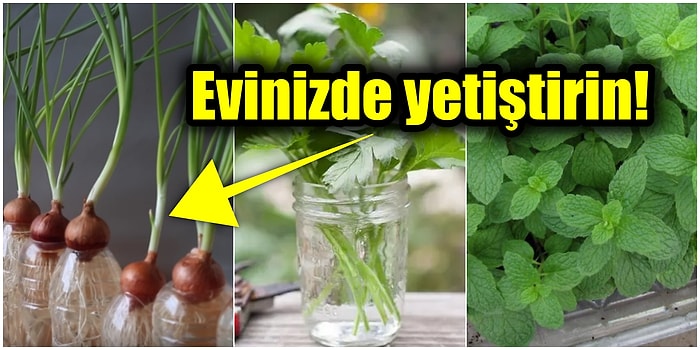 Cep Yakan Market Alışverişlerine Son! Evde Sadece Birkaç Malzemeyle Kendi Yeşilliğinizi Yetiştirme Yöntemleri