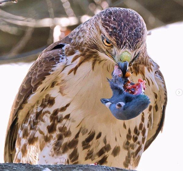 10. Öldürdüğü bir güvercinin kafasını acımasızca ağzında taşıyan kızıl kuyruklu şahin: