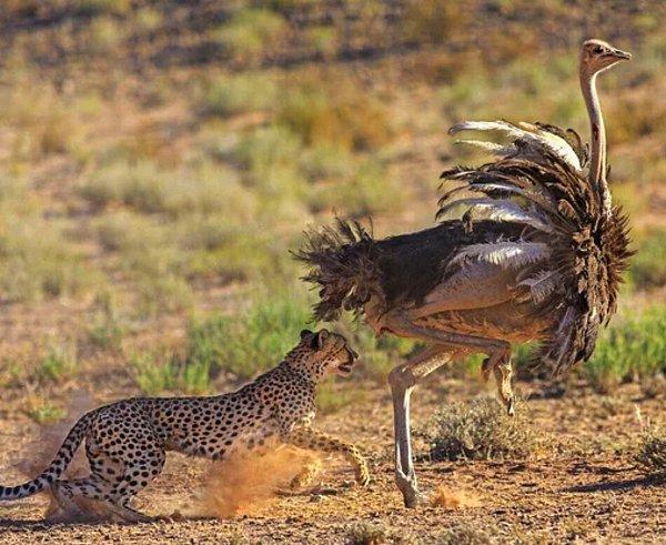 11. Bir deve kuşuna acımasızca saldıran çita:
