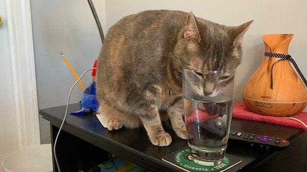 1. “Arkadaşımı gece mutfakta bardağın yerini bulamadığı için kedimin su kabından su içerken yakalamıştım.”