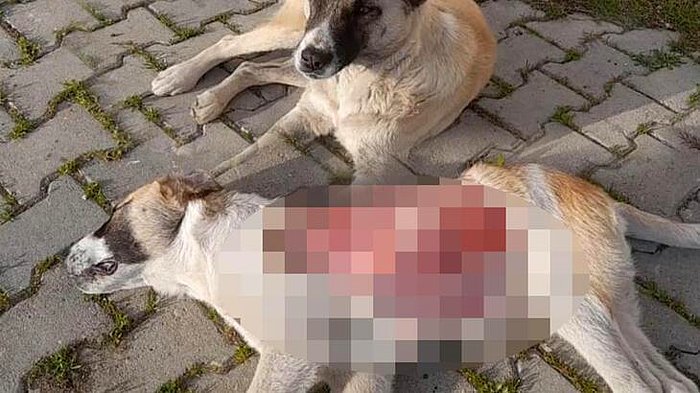 Mahallelinin Beslediği 'Benekli' İsimli Köpek Derisi Yüzülmüş Halde Bulundu...