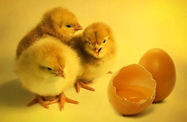 4. Erkek civcivler yumurtadan çıkar çıkmaz öldürülüyor.