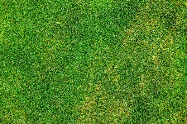 10. Yeni kesilmiş çimen kokusunu nasıl bilirdiniz?