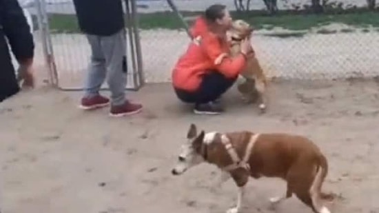Çalınan Köpek Dostuna 5 Yıl Sonra Kavuşan Kadın ve Yaşanan O Aşırı Duygusal Anlar