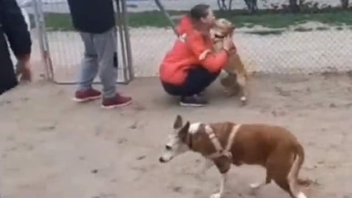 Çalınan Köpek Dostuna 5 Yıl Sonra Kavuşan Kadın ve Yaşanan O Aşırı Duygusal Anlar