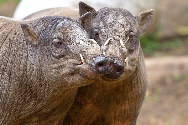 17. Babirusa olarak adlandırılan domuz türünün, kafataslarını delip geçecek dereceye ulaşabilen dişleri bulunmaktadır.
