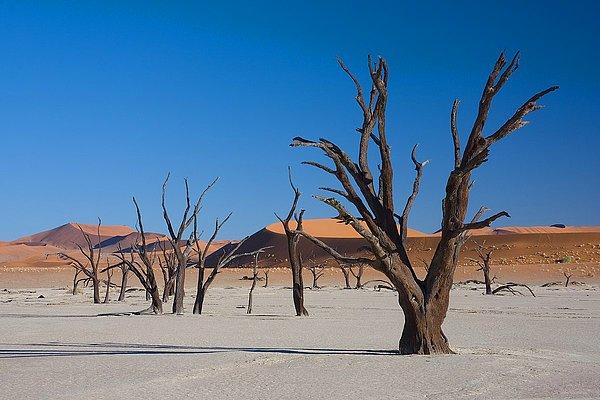 11. Deadvlei Çölü / Namibya