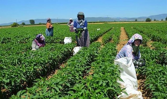 Tarım Ürünlerinde Üretici Fiyatları Artışını Sürdürdü