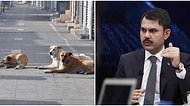 Çevre ve Şehircilik Bu mudur? Sokak Köpekleri Sorunu Nedeniyle Murat Kurum'a İstifa Çağrısı