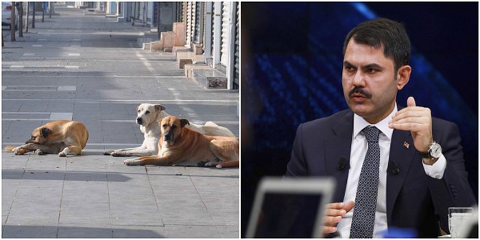 Çevre ve Şehircilik Bu mudur? Sokak Köpekleri Sorunu Nedeniyle Murat Kurum'a İstifa Çağrısı