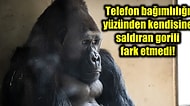Telefon Bağımlılığı Yüzünden Kendisine Saldıran Başka Bir Gorili Fark Etmeyen Amare'nin Üzücü Hikayesi