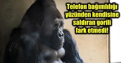 Telefon Bağımlılığı Yüzünden Kendisine Saldıran Başka Bir Gorili Fark Etmeyen Amare'nin Üzücü Hikayesi