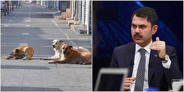 1. Sokak köpekleriyle ilgili açıklamalar yapan Çevre ve Şehircilik Bakanı Murat Kurum eleştirilerin odağında. Sosyal medyada birçok kişi, çözülemeyen başıboş köpek sorunuyla ilgili, #MuratKurumİstifa dedi...