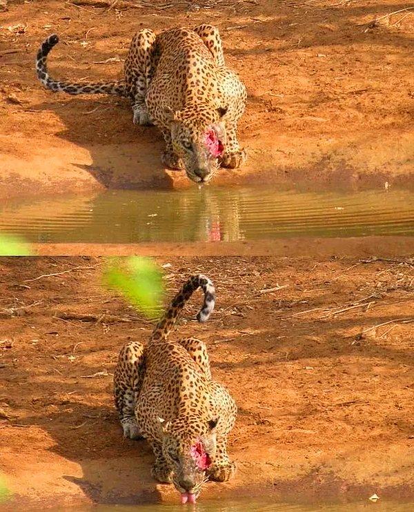 13. Av yarasıyla görenlerin kanını donduran bir leopar: