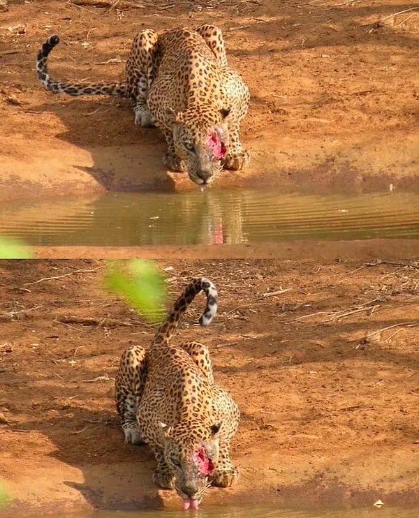 13. Av yarasıyla görenlerin kanını donduran bir leopar: