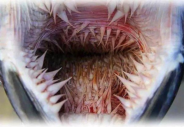 15. Ve son olarak; kösele kabuklu deniz kaplumbağasının ağzının içi: