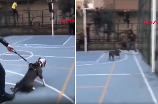 Pitbull ile Korkutma Şakası Yaparken Tasma Bir Anda Kopunca Dehşeti Yaşayan Çocuklar